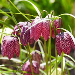 Gartentipps für den April