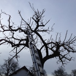 Der richtige Schnitt im Winterhalbjahr -Kernobstschnitt im Garten